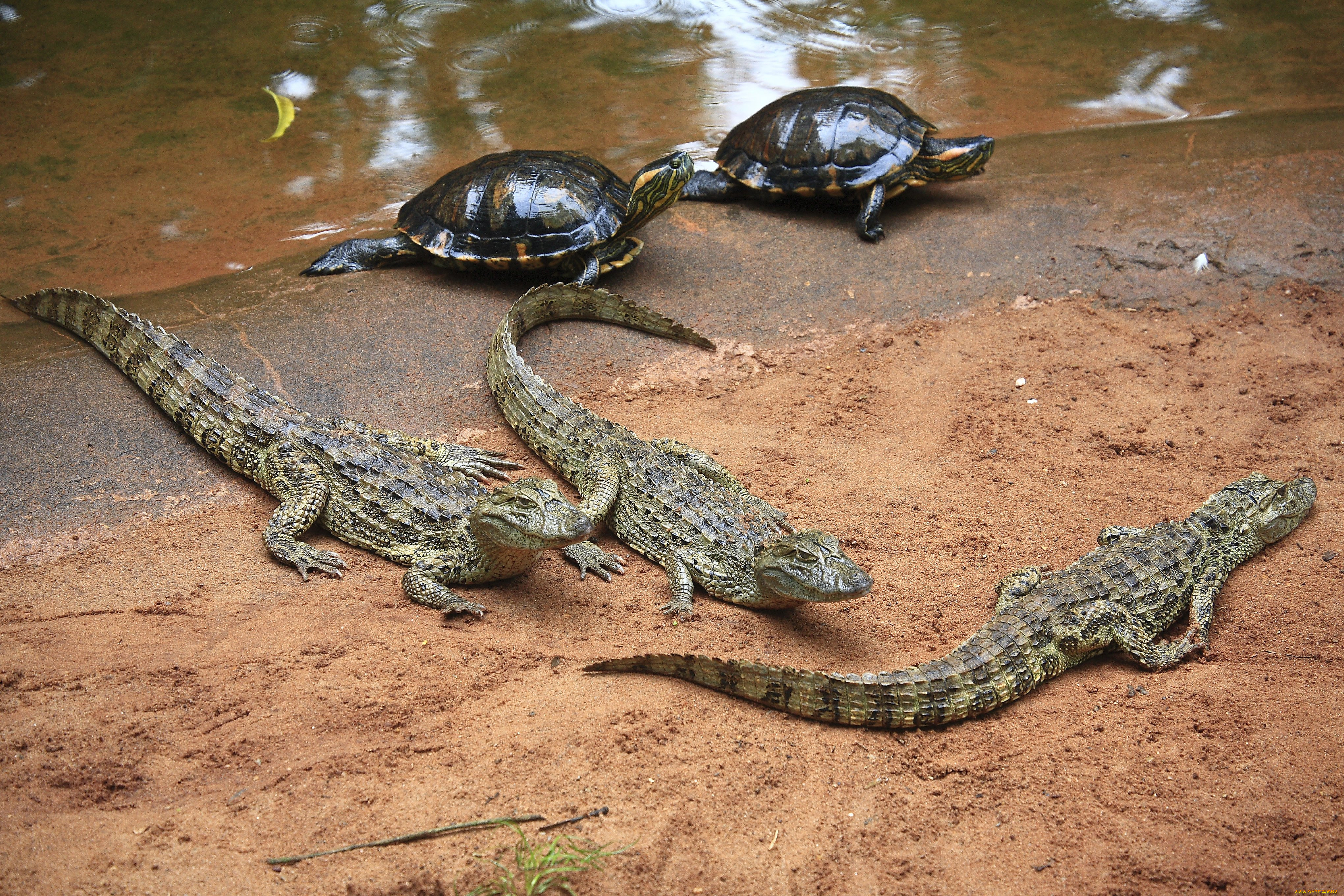 Крупное водное пресмыкающееся. Пресмыкающиеся животные крокодил. Рептилии Варан черепаха. Кубинский Кайман. Пресмыкающиеся змеи ящерицы крокодилы.